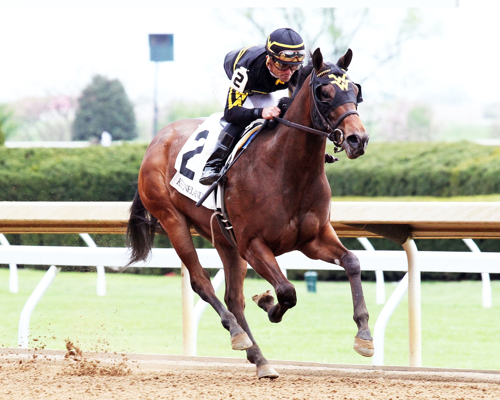 C DIEM / カルペディエム / DERBY / HORSE / 42 Carpe Diem - Horse Profile - BloodHorse