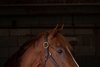 Morning scenes at Keeneland in Lexington, Ky., on April 3, 2019. Flameaway