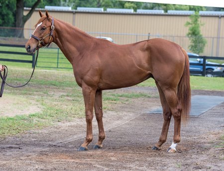 Sipuses Hope Congrats Colt Stands Out At Obs Bloodhorse