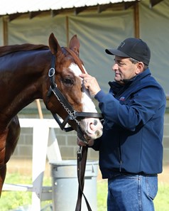 Improbable - Horse Profile - BloodHorse