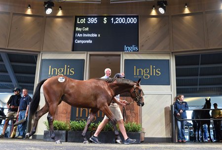 A yearling in the sales ring at the 2019 Inglis Australian Easter Yearling Sale 