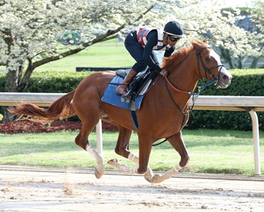 Laughing Fox - Horse Profile - BloodHorse