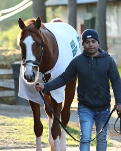 Laughing Fox - Horse Profile - BloodHorse