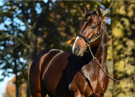 Bolt d'Oro at Spendthrift Farm