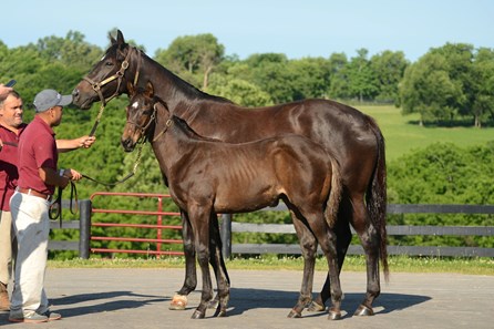 Serengeti Empress - Horse Profile - BloodHorse