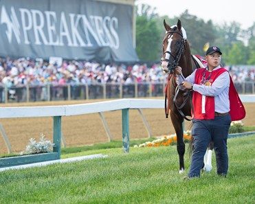 War of Will - Horse Profile - BloodHorse