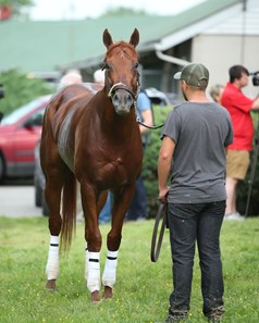 Vekoma - Horse Profile - BloodHorse