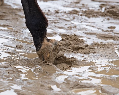 Rain at Timonium Postpones Midlantic Under Tack Show - BloodHorse