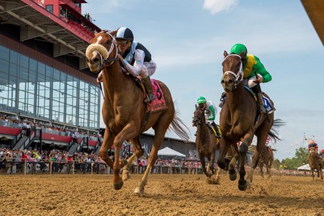 Point of Honor Blossoms in Black-Eyed Susan - BloodHorse