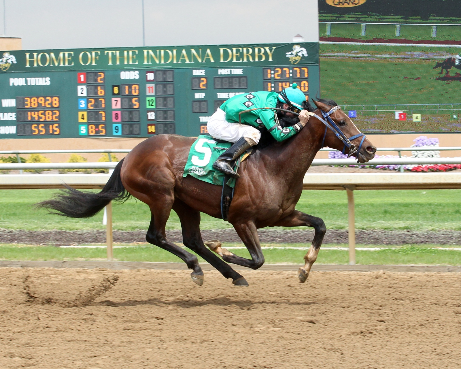 Spotlight Justice - Horse Profile - BloodHorse