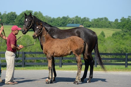 Serengeti Empress - Horse Profile - BloodHorse