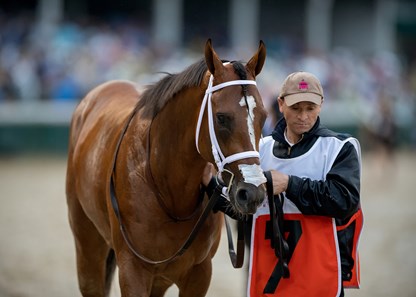 Maximum Security - Horse Profile - BloodHorse