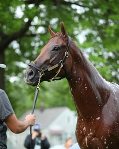 Vekoma - Horse Profile - BloodHorse