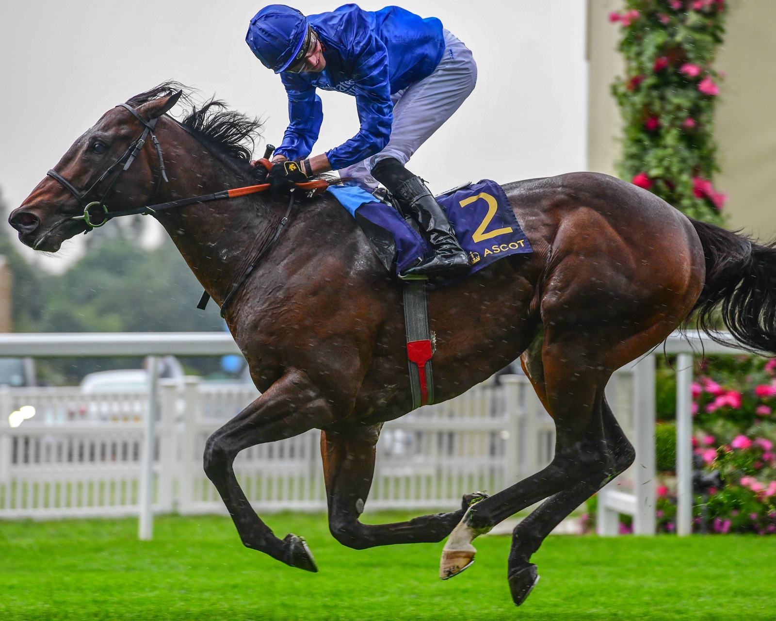 Blue Point Tops Cartier Horse of the 