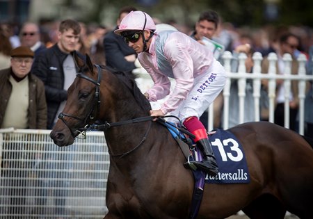 Too Darn Hot To Contest Prix Jean Prat At Deauville Bloodhorse