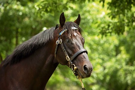 Rags to Riches Retired - BloodHorse