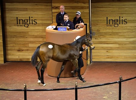 A weanling in the sales ring at the Inglis Great Southern Sale