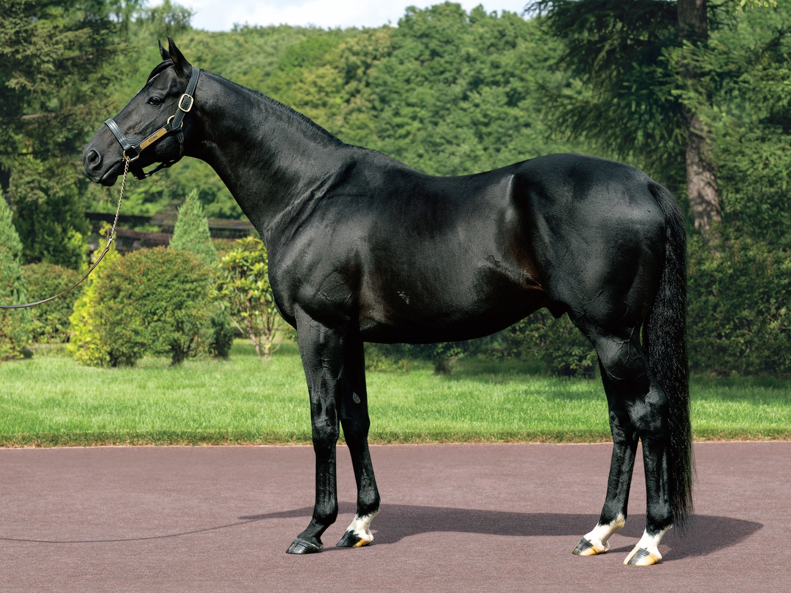 Meet the world's leading stallion | Topics: Teruya Yoshida
