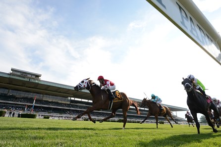 Henley S Joy Horse Profile Bloodhorse