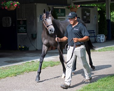 Anchor Down - Horse Profile - BloodHorse