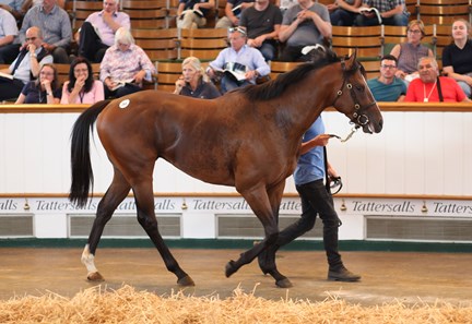 Henrythenavigator - Horse Profile - BloodHorse