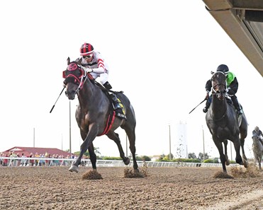 D' Rapper - Horse Profile - BloodHorse