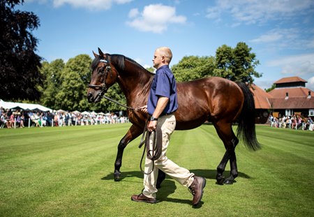 Dubawi at Dalham Hall Stud