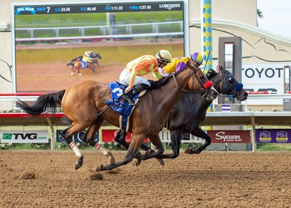 Ollie S Candy Horse Profile Bloodhorse