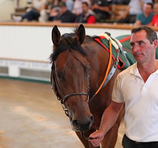 Patrick Sarsfield (FR) Horse Profile BloodHorse