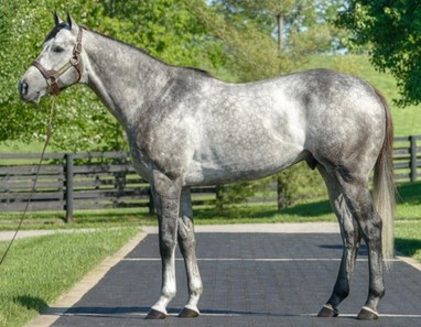 grey thoroughbred stallion