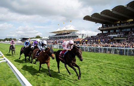 Masar Too Darn Hot Join Dalham Hall Roster For Bloodhorse