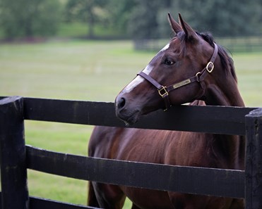 Rachel Alexandra - Horse Profile - BloodHorse