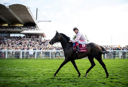 Too Darn Hot Gb Horse Profile Bloodhorse