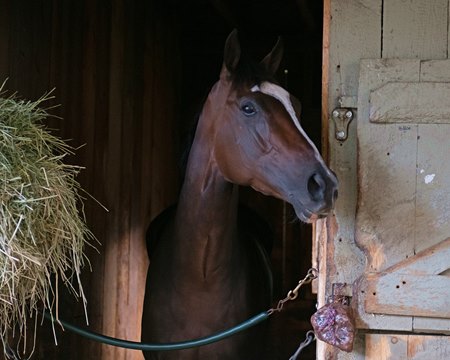 Concrete Rose at Saratoga Race Course last summer