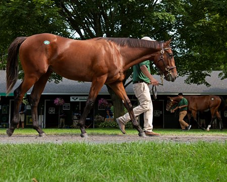 Flightline at the 2019 Fasig-Tipton Saratoga Sale