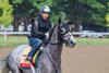 Tacitus trains at Saratoga Race Course