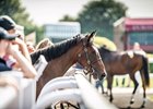 Scene at 2019 Goffs UK Premier Yearling Sale