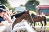 Scene at 2019 Goffs UK Premier Yearling Sale