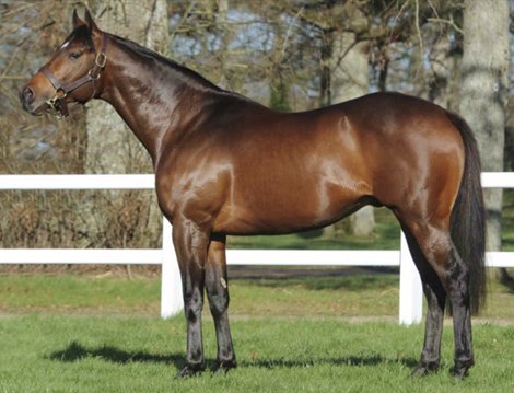 Pedro the Great Dies at Haras de la Haie Neuve - BloodHorse