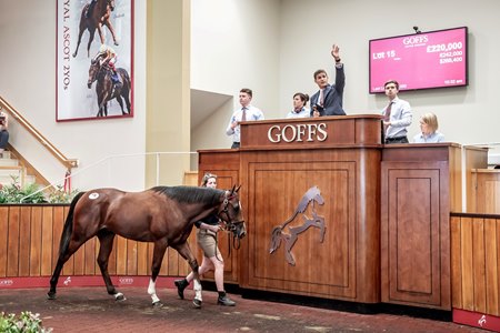 Goffs Tattersalls Join Forces For Coordinated Schedule Bloodhorse