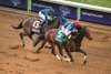 Runhappy wins the 2015 Breeders&#39; Cup Sprint