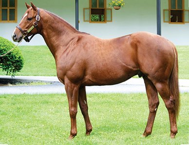 Trappe Shot Latest Sire Heading To Turkey Bloodhorse