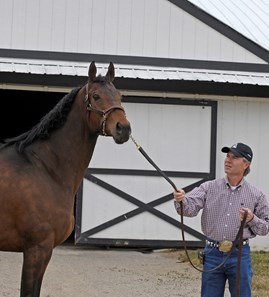 Peppers Pride - Horse Profile - BloodHorse