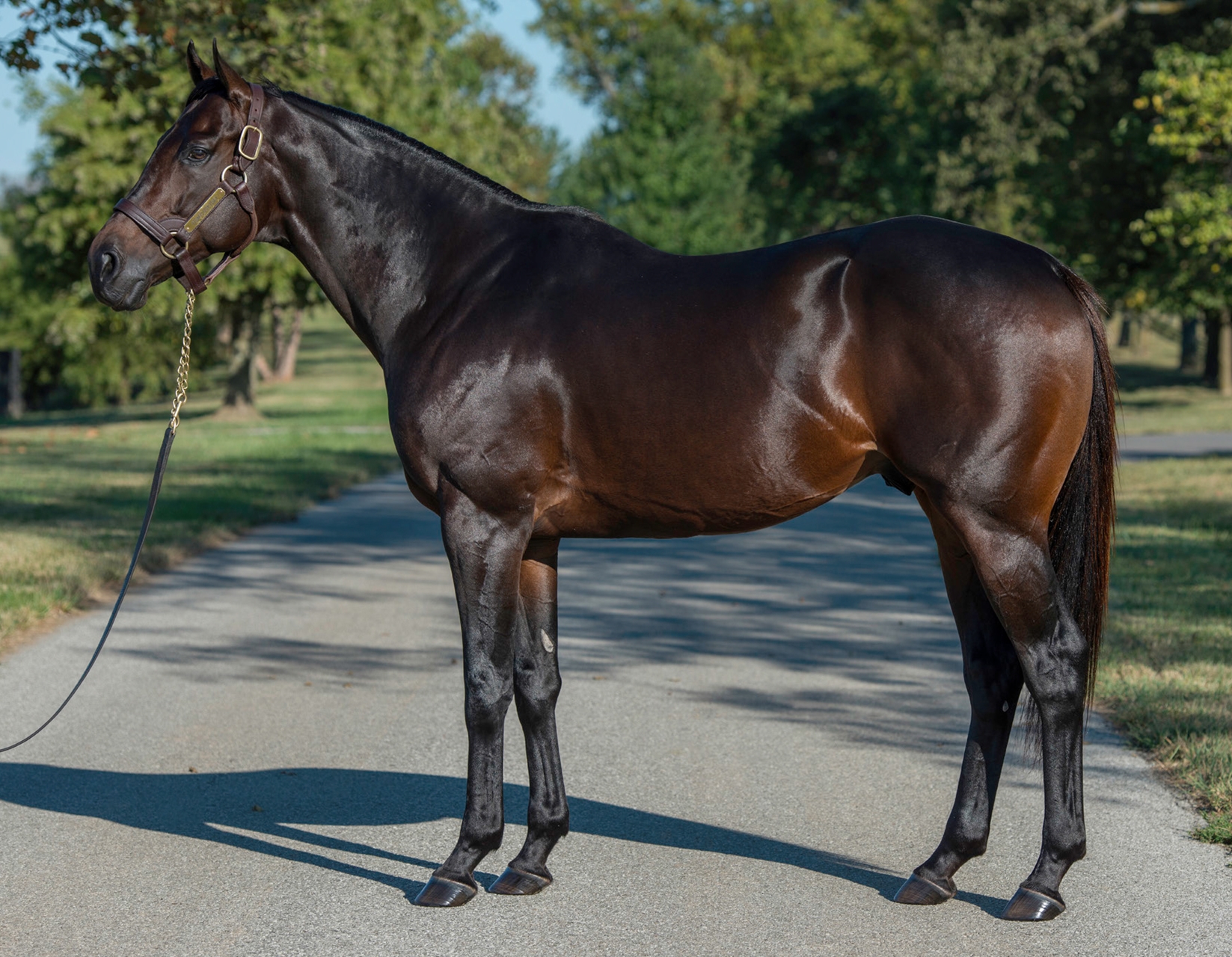 Itsmyluckyday Relocated to Ohio - BloodHorse