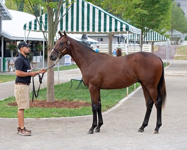 Stage Magic - Horse Profile - BloodHorse