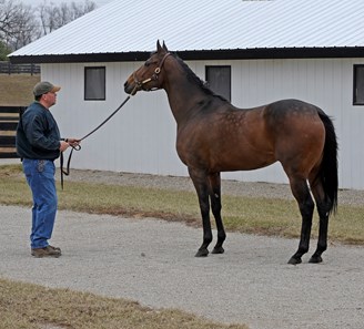 Peppers Pride - Horse Profile - BloodHorse