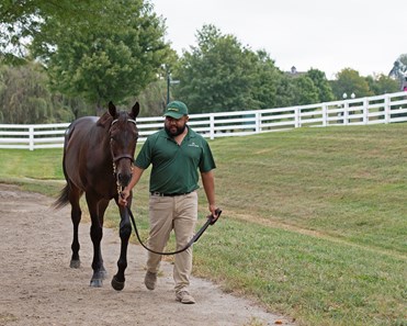 Eblouissante - Horse Profile - BloodHorse