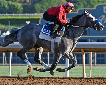 American Theorem - Horse Profile - BloodHorse