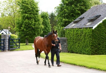 Galileo at Coolmore Ireland 