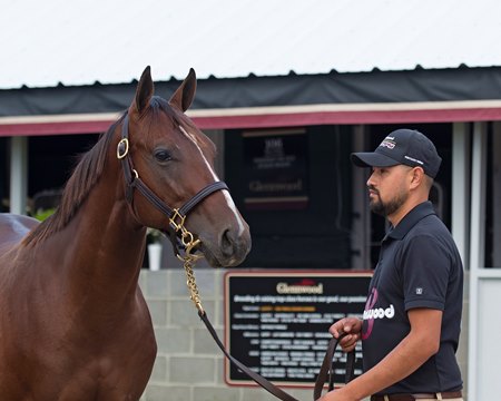 Stage Raider at the 2019 Keeneland September Yearling Sale